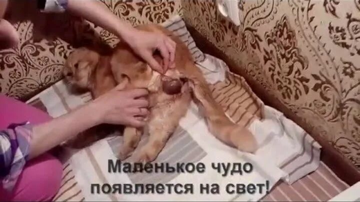 Кошка рожает что делать в домашних условиях. Процесс рождения котят. Как понять что кошка будет рожать.