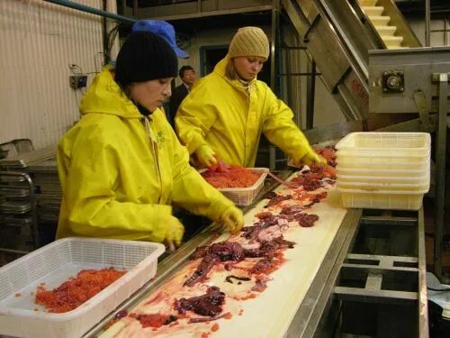 Усть камчатский рыбозавод. Рыбообработка камчатка. Камчатский край рыболовство завод. Петропавловск-камчатский рыбный завод. Камчатка работа рыба.