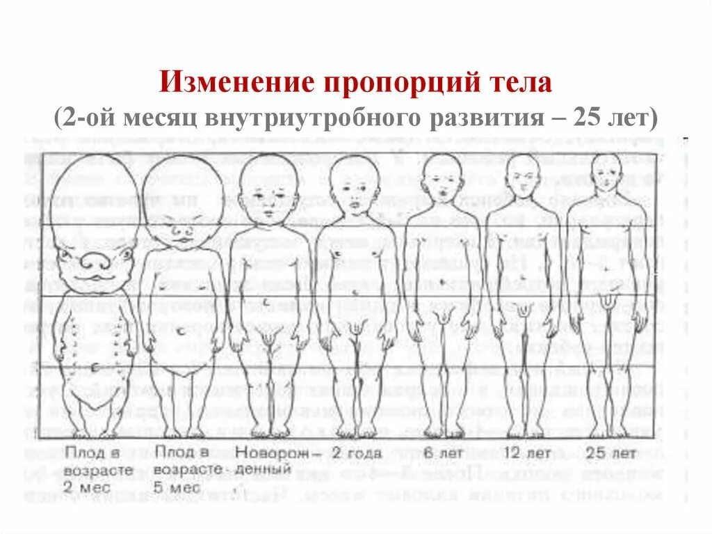 Как изменяются большие. Пропорции детей по возрасту схема. Таблица пропорций тела ребёнка. Изменение пропорций тела в онтогенезе. Пропорции частей тела ребенка в 1год.