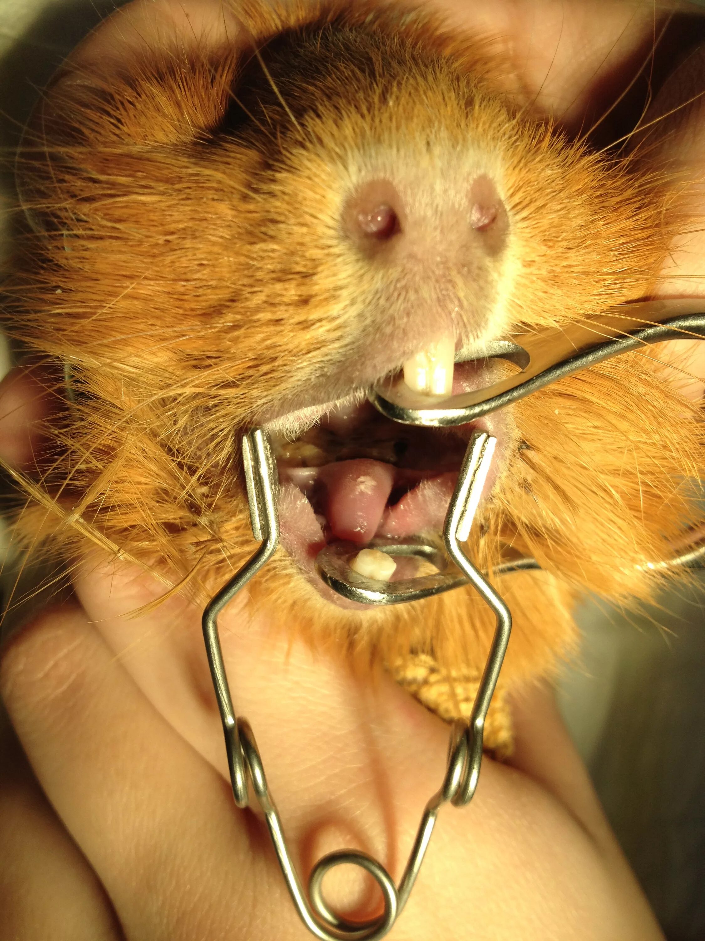 پرونده:Guinea pig 8379.JPG - ویکی پدیا. دانشنامهٔ آزاد