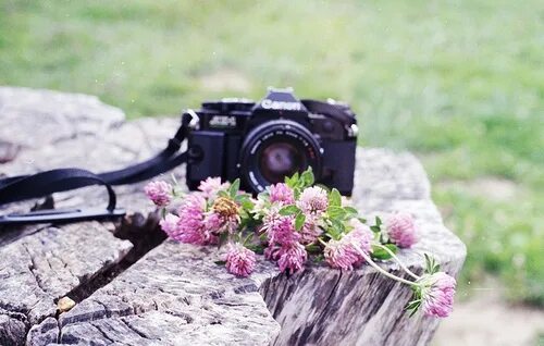 Цветочек на камере. Цветочек на камере. Красивый фотоаппарат. Фотоаппарат и цветы. Фотик в цветах.