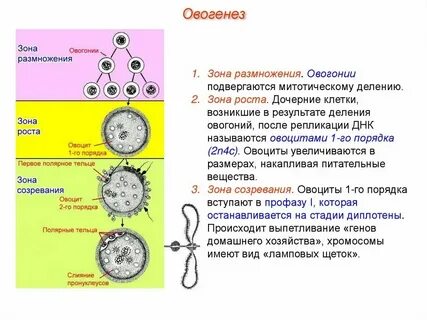 Направительные тельца яйцеклетки