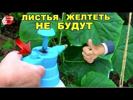 Чем поливать цветы чтобы не желтели листья