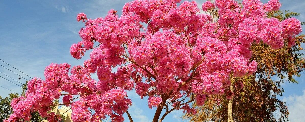 Делоникс дерево. Яблоня Делоникс. Делоникс розовый. Жакаранда. Дерево цветет розовым название