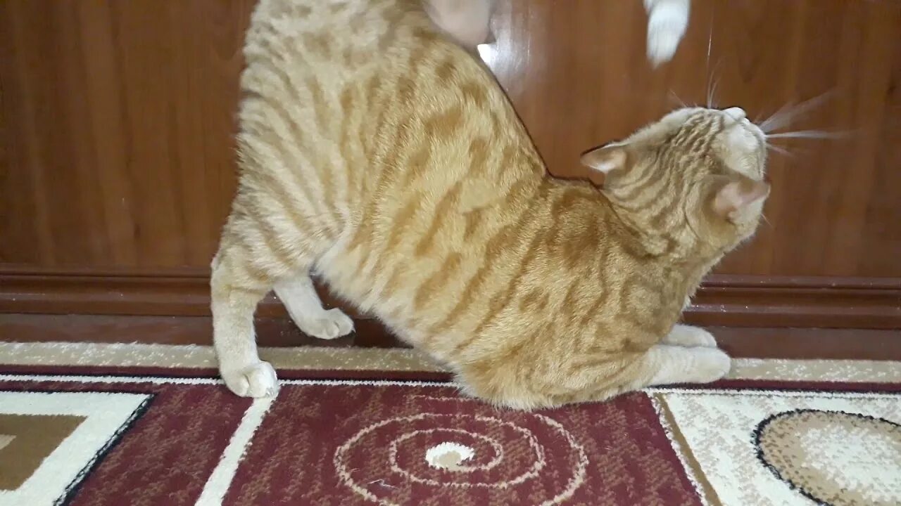 Почему кошка поднимает