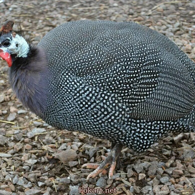Гнезда для цесарок своими. Цесарки несущие. Цесарка наседка. Курятник для цесарок. Цесарки.