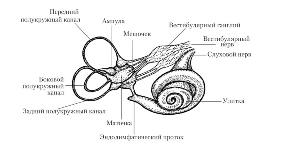 Строение вестибулярного аппарата схема. Полукружные каналы анатомия внутреннее ухо. Схематическое строение внутреннего уха. Схема анализатора вестибулярного аппарата. Улитка слухового аппарата