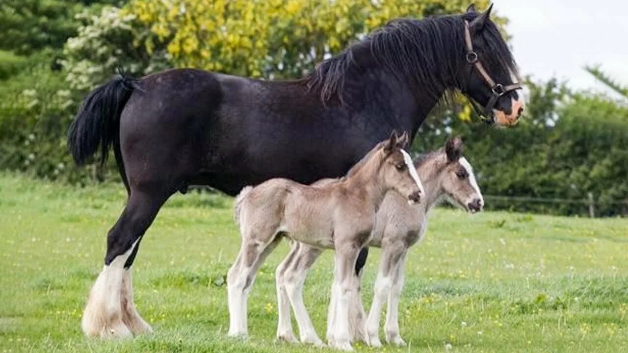 Horse family