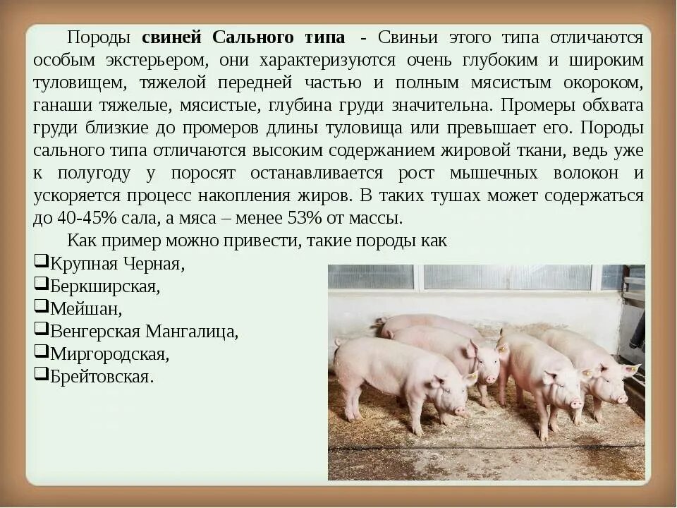 Ландрас порода свиней поросята. Породы свиней мясные беконные и. Мясная порода свиней ландрас. Поросенок мясной породы дюрок.