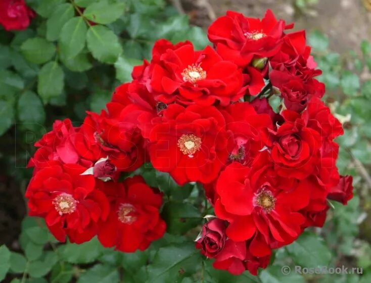 ротер корсар энциклопедия. роза плетистая ротер корсар.