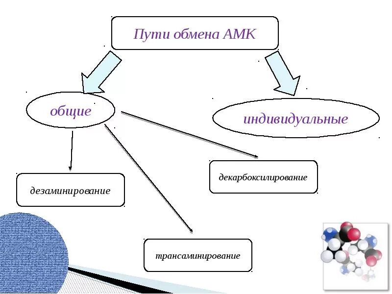 Общая схема путей распада аминокислот биохимия. Общие пути обмена аминокислот. Схема Общие пути обмена аминокислот. Общиу пути обмера Амино кислот. Пути распада