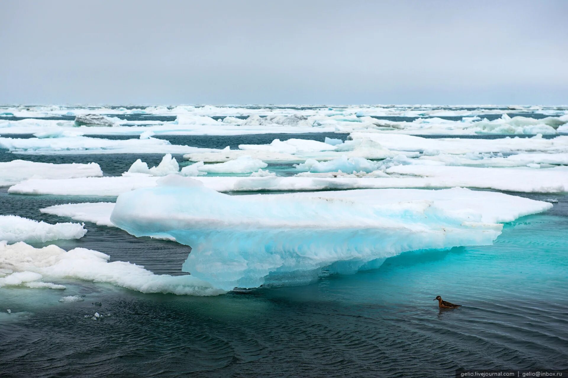 Северно ледовитый океан крупнейшее море. Чукотское море Северный Ледовитый океан. Северный Ледовитый океан Аляска. Чукотка океан. Карское море ледники.