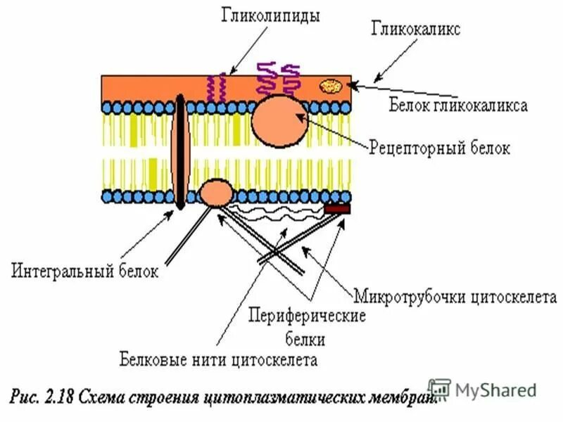 клетка покрыта снаружи клеточной мембраной