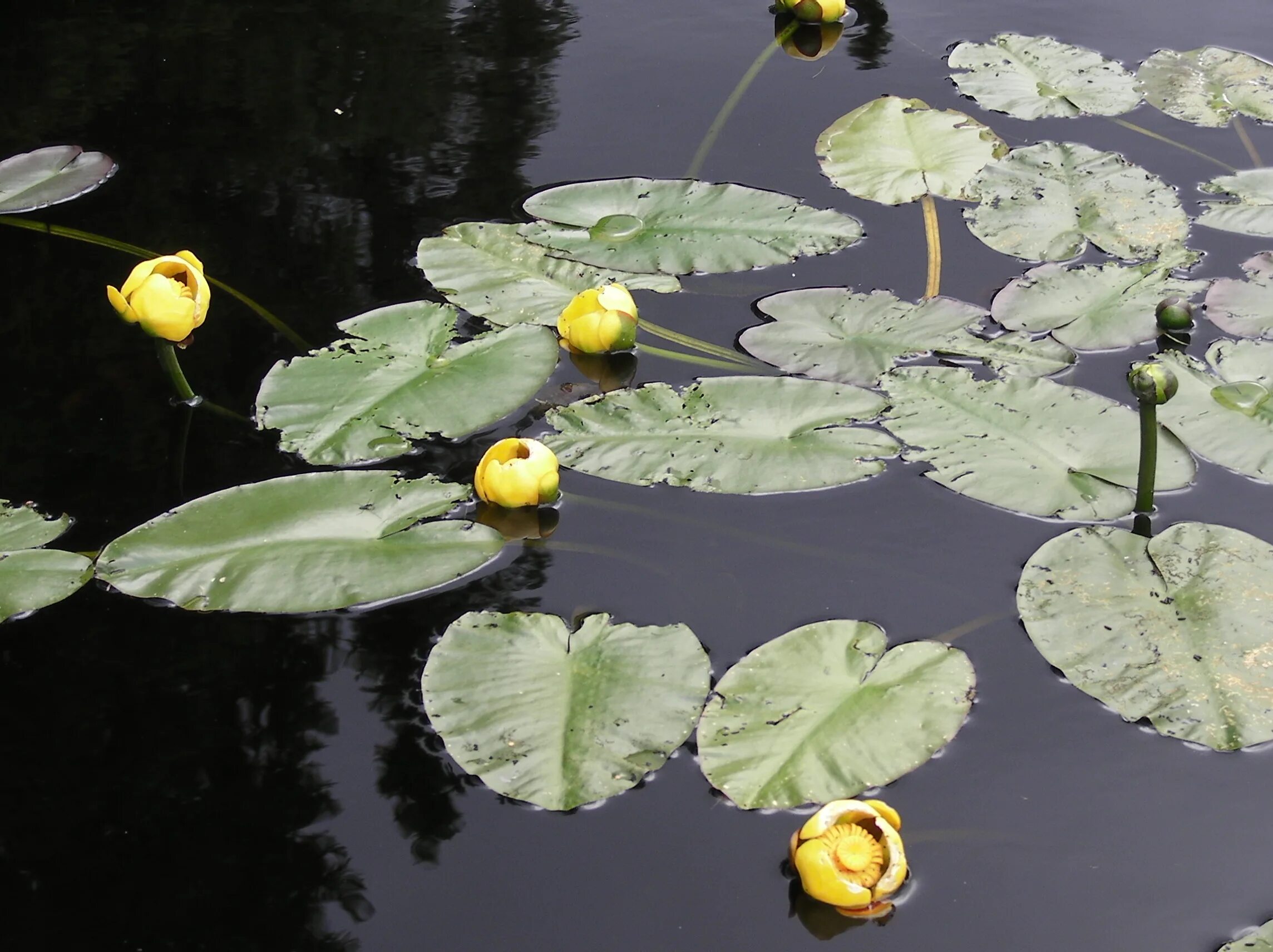 Кувшинка желтая кубышка. Кубышка желтая (Nuphar lutea). Кувшинка белая и кубышка желтая. Кубышка желтая водяная Лилия. Кубышка растет