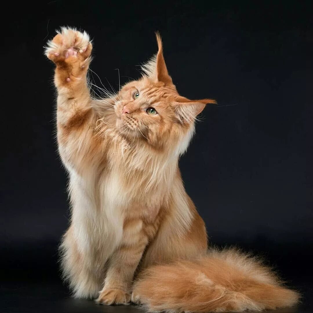 Cats main. Кошка мейн кун. Менкуй кошка. Мейн-кун. Кошка породы мейн-кун.