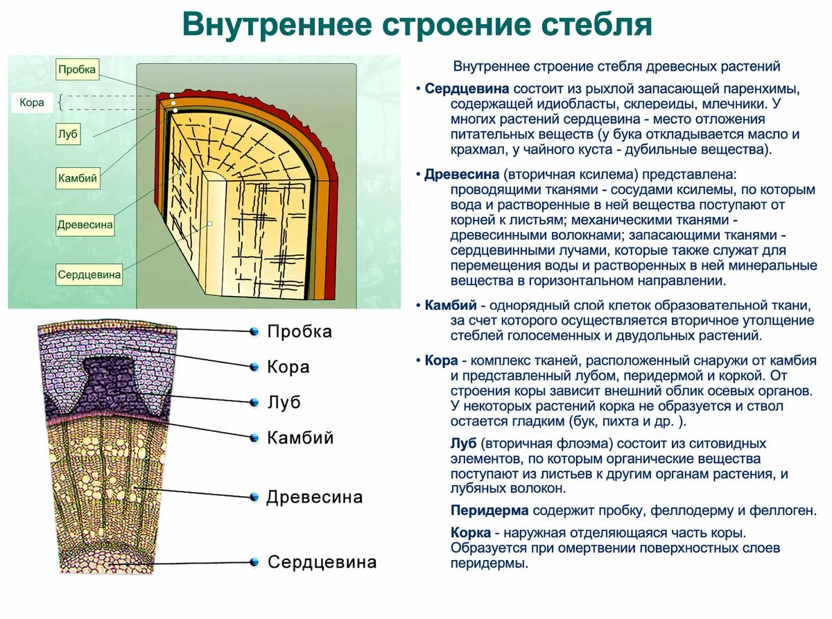 Проводящие пучки как правило имеют камбий