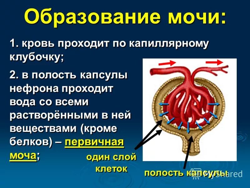 Капсула нефрона первичная моча. Механизм образования мочи в органах выделительной системы. Процесс образования первичной мочи происходит в. Строение нефрона и процесса образования мочи. Вторичная моча образуется в результате процесса