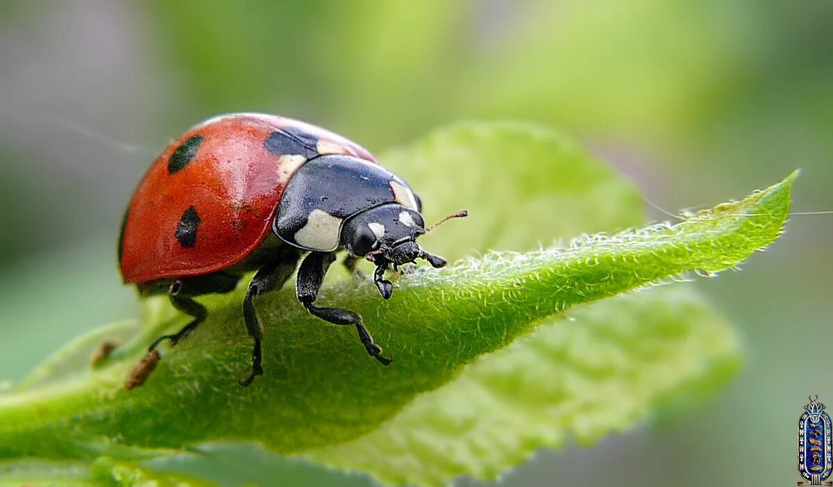 Macro Photography: 20 Closeup Photos of Ladybugs Macro photography, Macro photog
