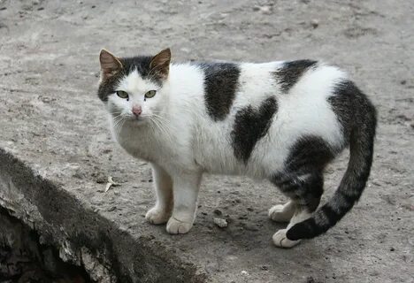 Кошка дворняжка