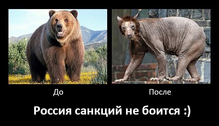 Все боятся россии. Медведь санкции. Ждем санкций медведь. Демотиватор ждем санкций. Санкции мемы с медведем.