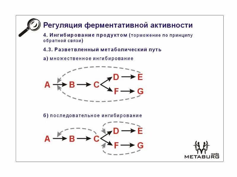 Типы ингибирования. Типы ингибирования связи. Ингибирование по принципу обратной связи. Схема конкурентного ингибирования.