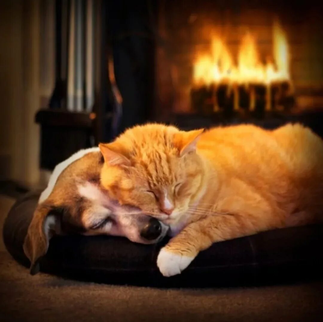Вечера с котиком 1. Уютного вечера котики. уютный кот. кошка у камина. уютного вечера.