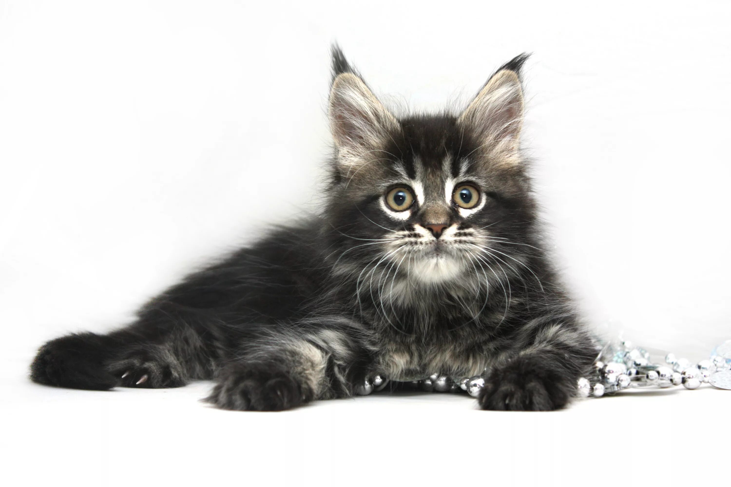 Котенок мейн кун в нижнем тагиле. Мейн-кун. котята мейн кун. мейн кун w61. кошка мейн кун маленькая.