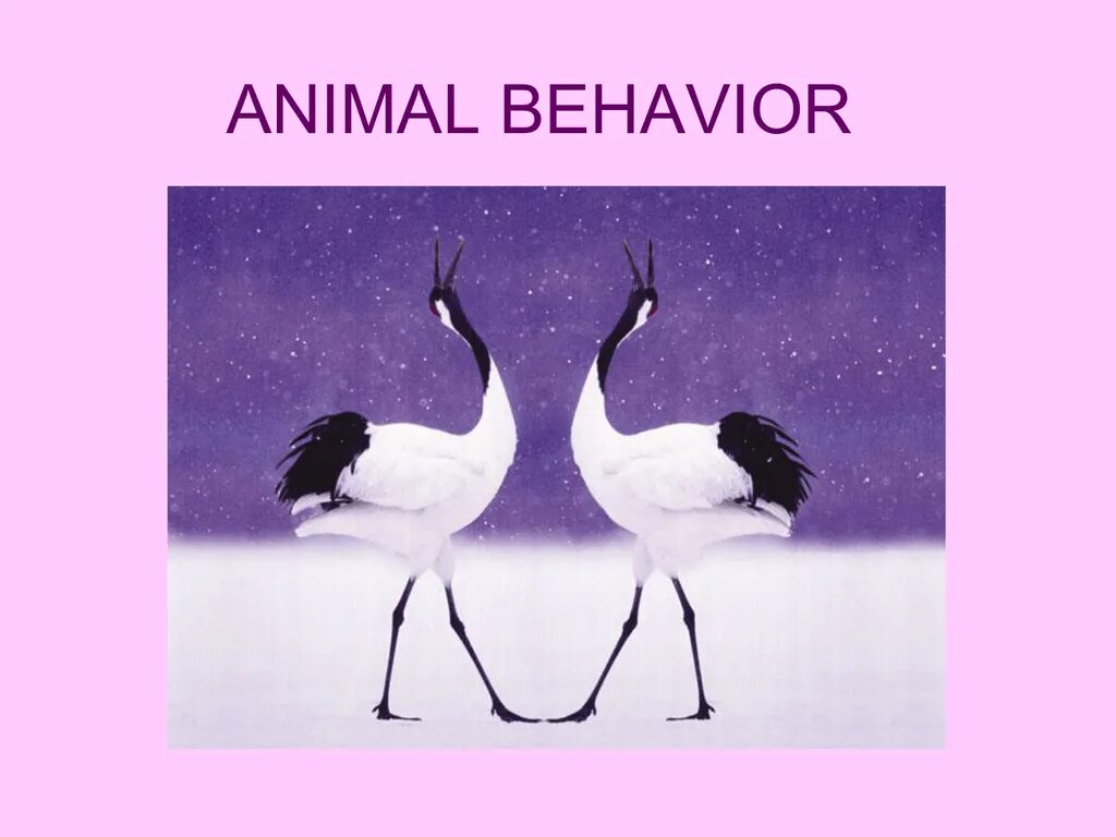 Animal behaviour. Animal behavior.