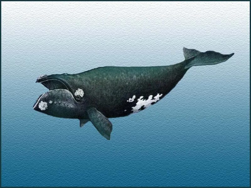 южный гладкий кит eubalaena australis. южный гладкий кит eubalaena australis. южный гладкий кит eubalaena australis. северный гладкий кит (eubalaena glacialis). североатлантический гладкий кит.