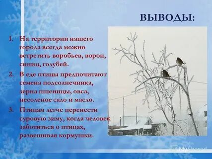 Зачем нужны птицы в городе