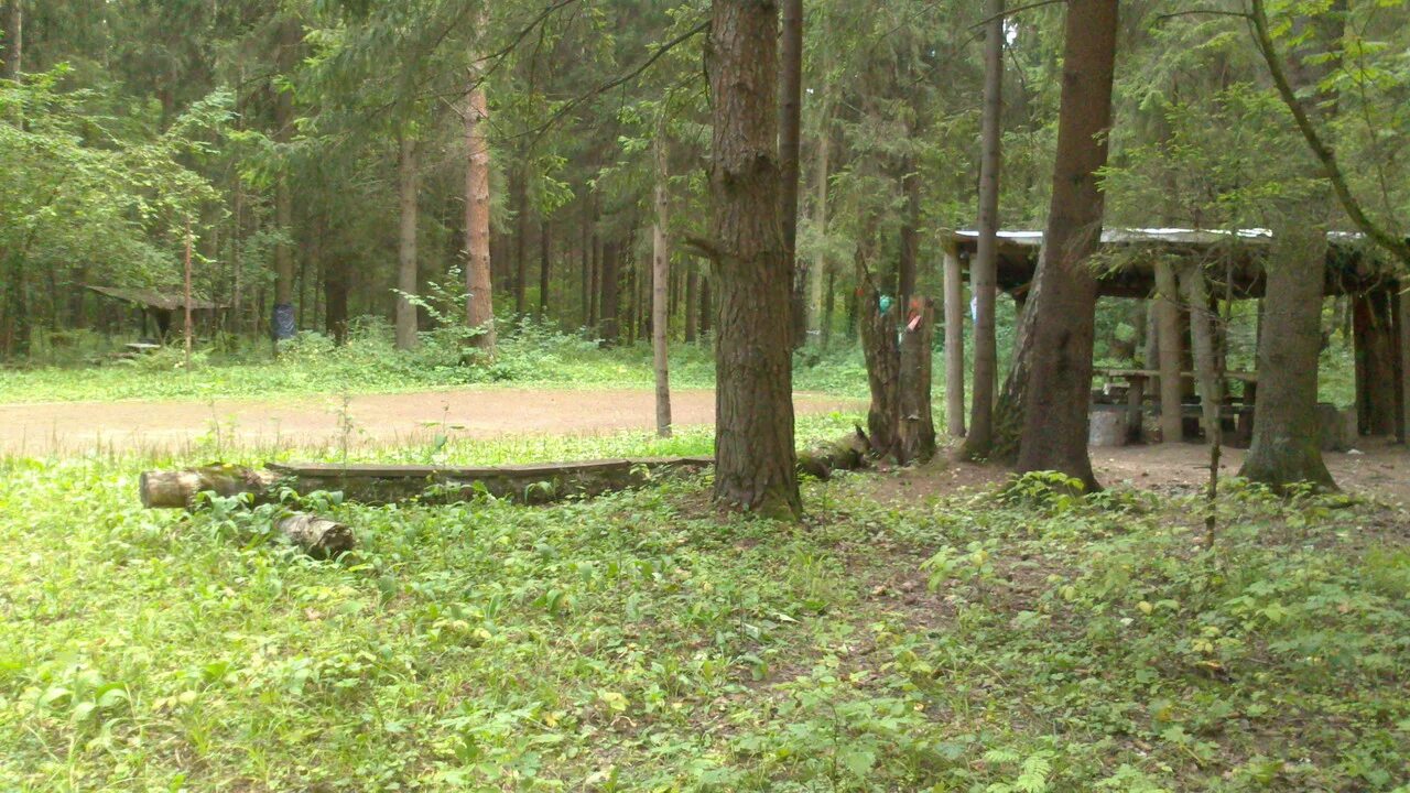 Медийное место одинцово. Птичья поляна одинцово. птичья поляна подушкинский лес. птичья поляна краснотурьинск. поляна птичья коса ломоносовский район.