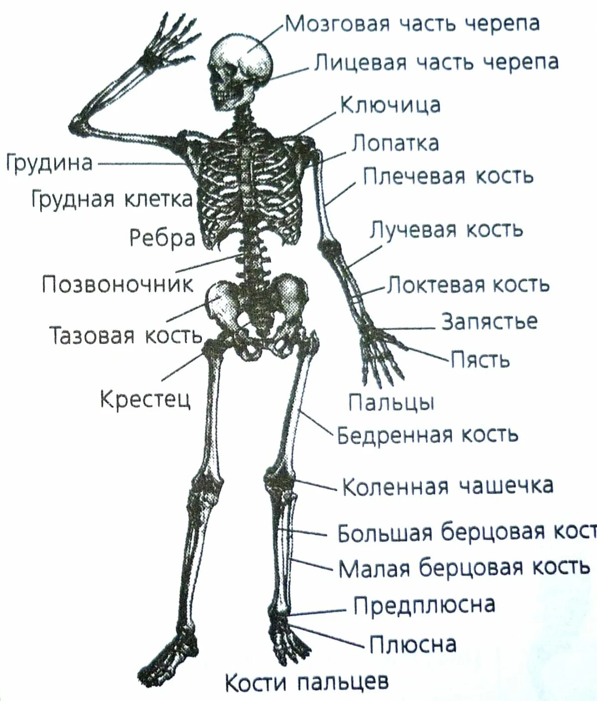 Какое строение имеют кости. Строение костей скелета. Строение скелета кости. Кости туловища человека анатомия. Строение скелета с названием костей.