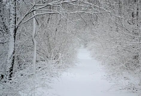 Белый снег замело дорожки