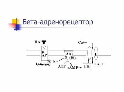 Бета 2 адренорецепторы