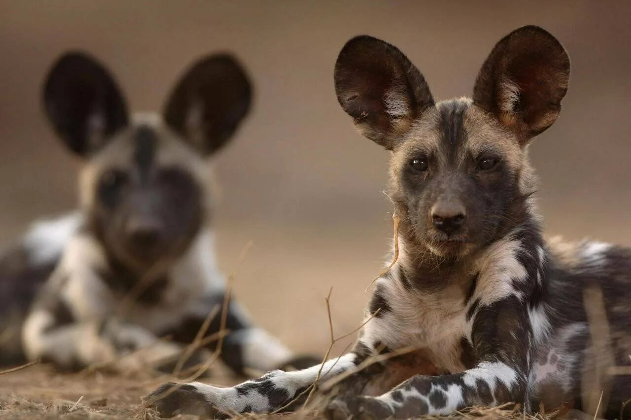 Гиена видные собаки. Dogs africa. Гиеновидная гиена. Красная гиеновидная собака. Гиеновидная собака: африканская дикая.
