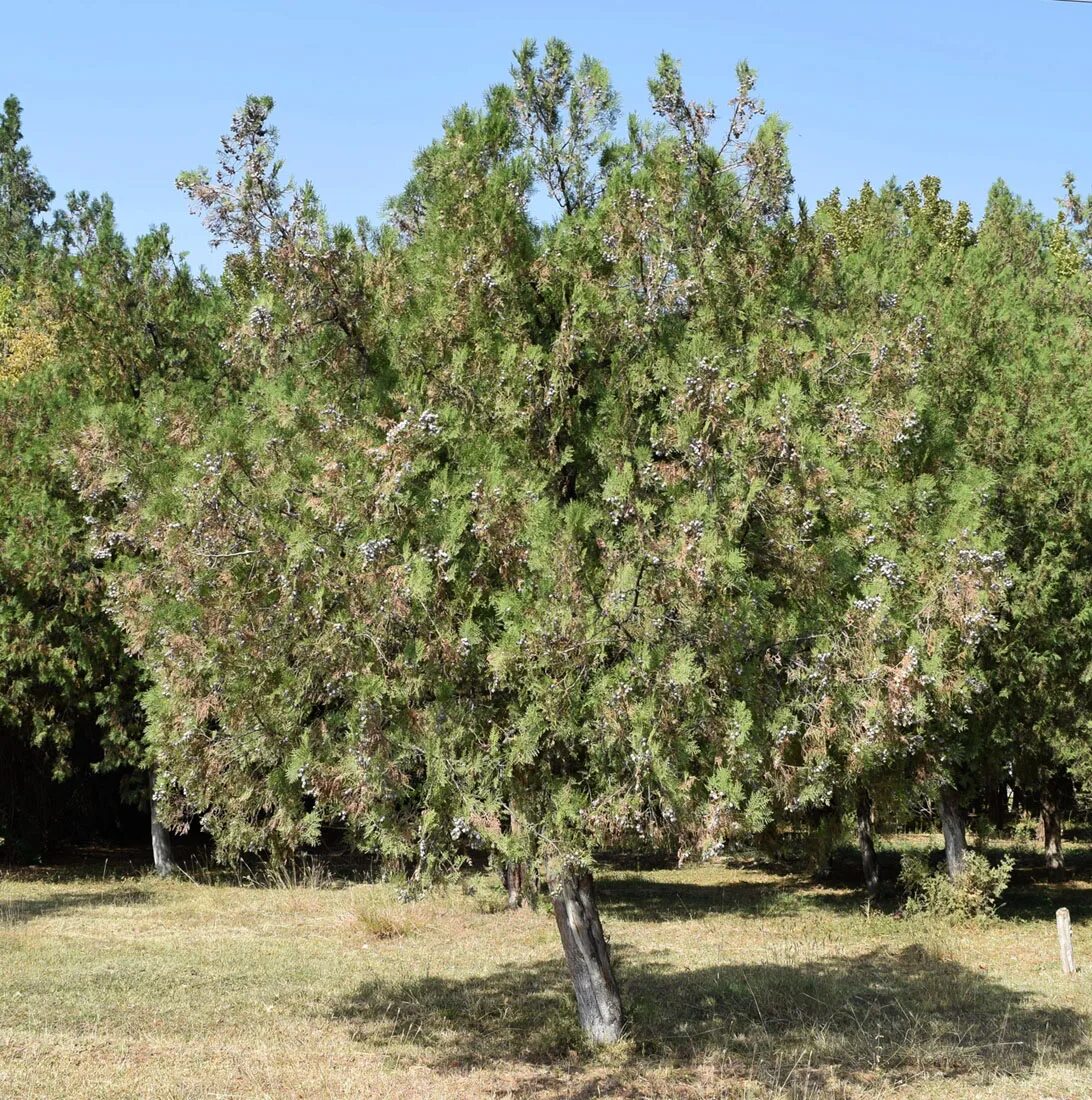 Biota orientalis. Platycladus orientalis. Деревья Узбекистана.