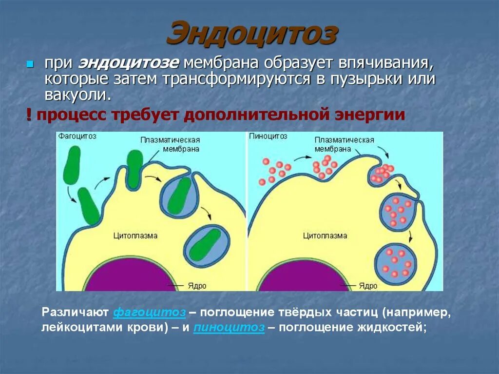 Этапы эндоцитоза. Эндоцитоз этапы фагоцитоза пиноцитоз. Эндоцитоз через плазматическую мембрану. Эндоцитоз экзоцитоз фагоцитоз это. Эндоцитоз схема.