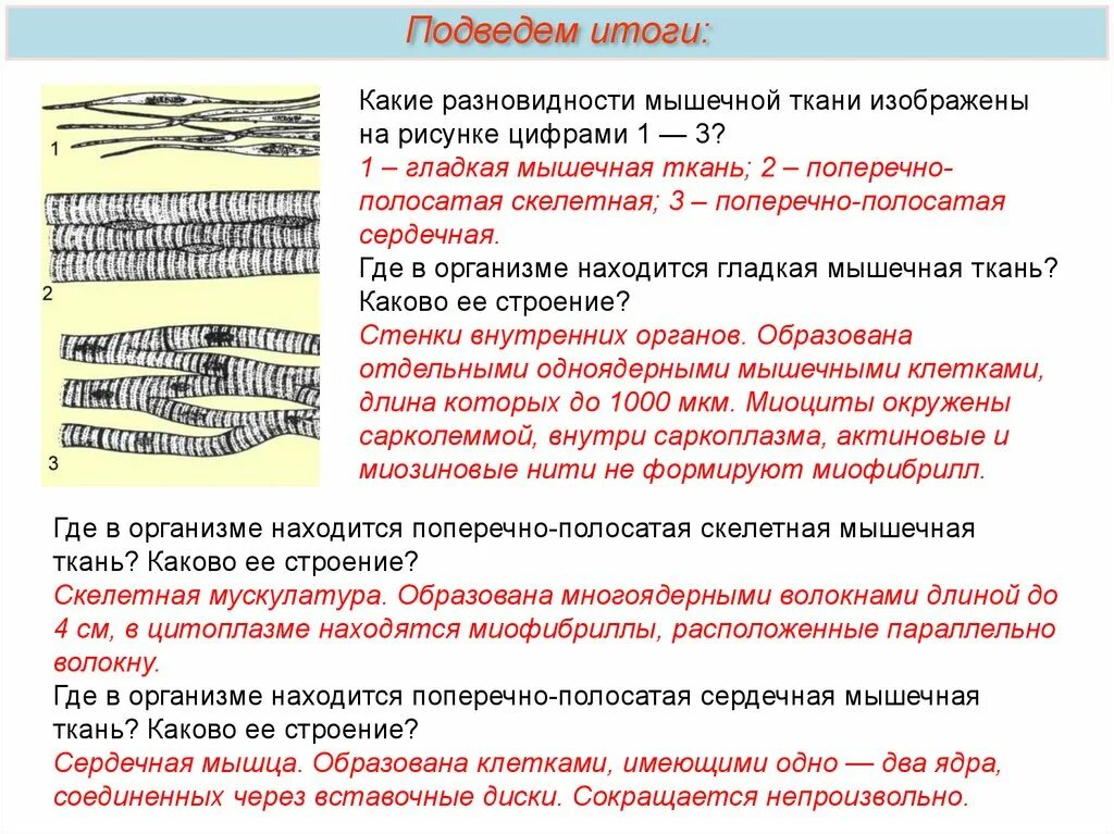 Какая особенность гладкой мышечной ткани. Поперечная исчерченность мышечной ткани. Сердечная поперечно-полосатая мышечная ткань расположение ядер. Месторасположение поперечно полосатой сердечной ткани. Тип ткани поперечно полосатая сердечная.