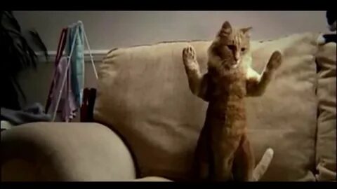 Cat Dances To Michael Jackson - YouTube.