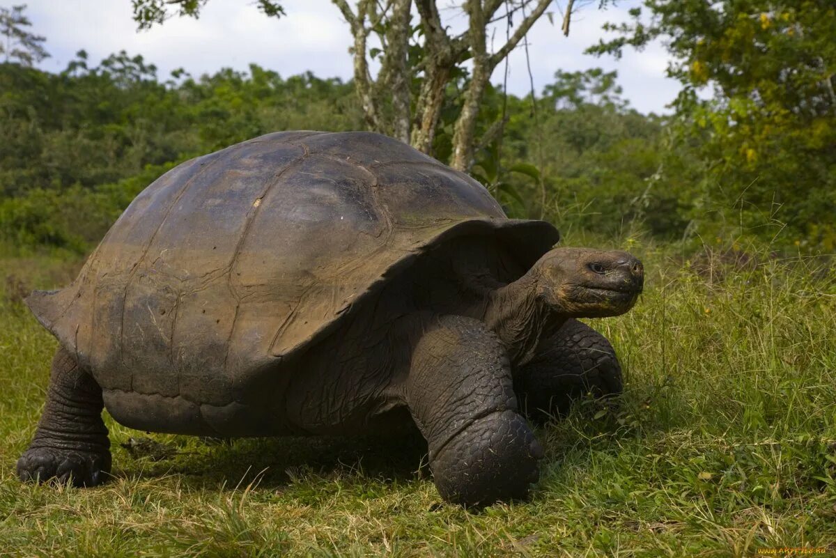 Слоновая черепаха относится к отряду. Галапагосская черепаха. Галапагосская гигантская черепаха. Мадагаскарская клювогрудая черепаха. Сухопутная черепаха Галапагосы.
