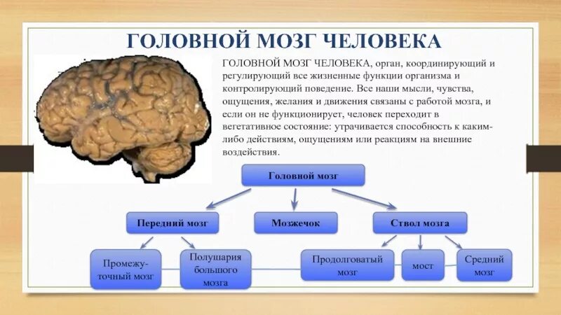 Вывод о головном мозге человека. Головной мозг человека строение и функции. Головной мозг презентация. Строение головного мозга вывод.