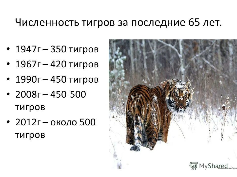 Какая длина тигра. Численность Амурского тигра. Численность амурских тигров. Амурский тигр численность. Численность амурских тигров по годам.