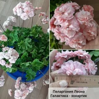 Галактика пеларгония