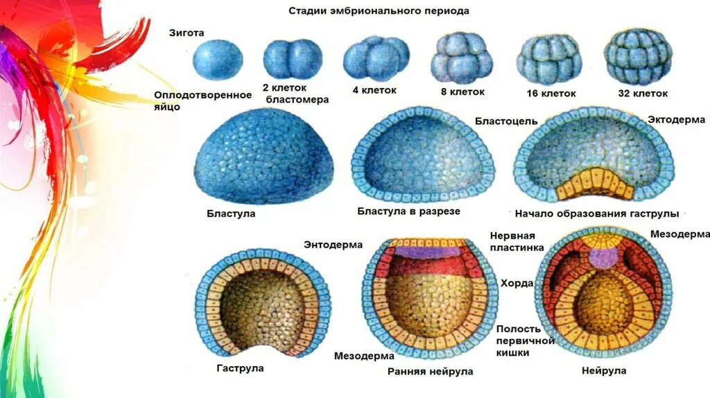 Онтогенез 2 стадия. Зигота бластула гаструла нейрула. Бластула гаструла нейрула таблица. Зигота морула бластула гаструла нейрула. Онтогенез нейрула.