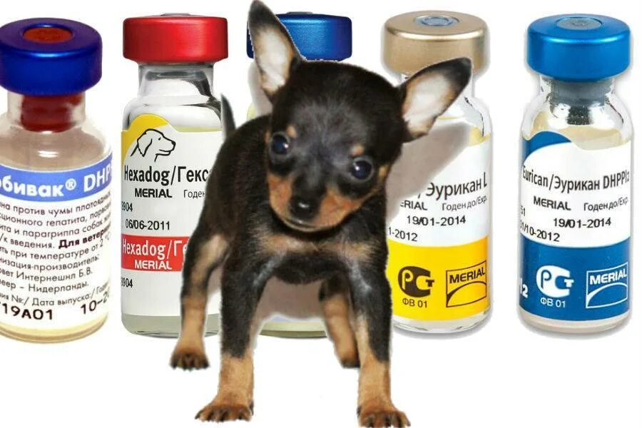 Отзывы о вакцинах для собак. Рабиес вакцина для собак. Мультикан 1 вакцина для собак. Вакцина от чумки и бешенства для собак. Вакцинация собак препараты Нобивак и.