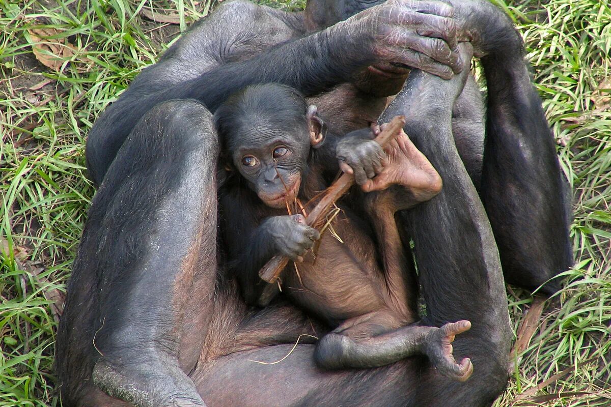 Шимпанзе бонобо. Самка бонобо. Бонобо самец. Обезьяна бонобо самец. Animals member