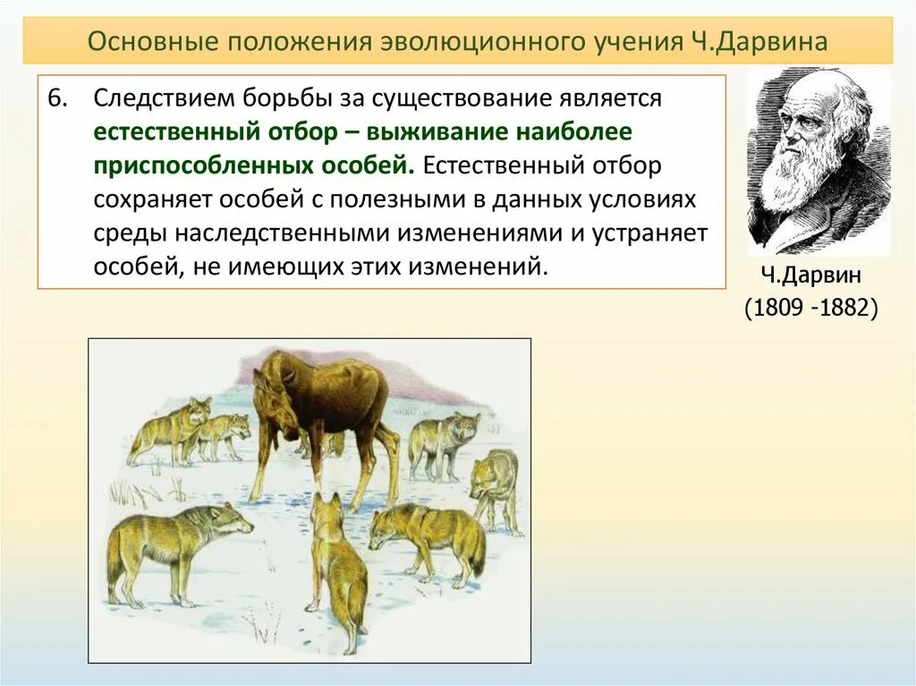 Сохраняет особей с полезными для них признаками. Теория Дарвина борьба за существование. Формы естественного отбора Дарвина. Межвидовая борьба Дарвин.