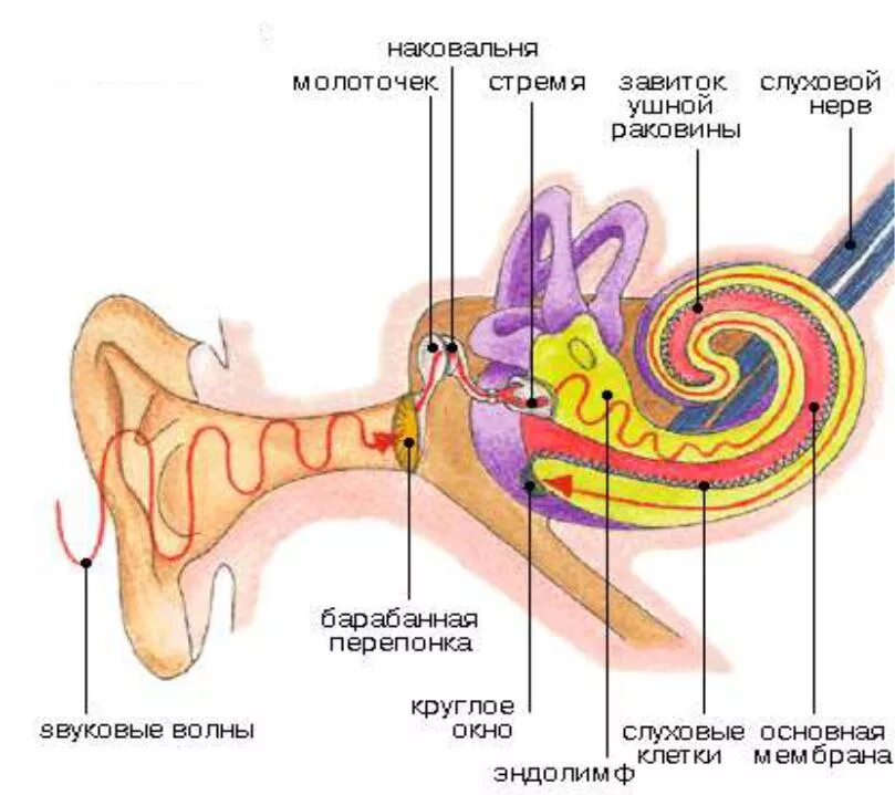 Механизм восприятия слуха схема. Схема механизм восприятия звука слуховым анализатором. Схема внутреннего уха ушной раковины. Механизм восприятия звуковой волны. Колебание барабанной перепонки передача импульсов