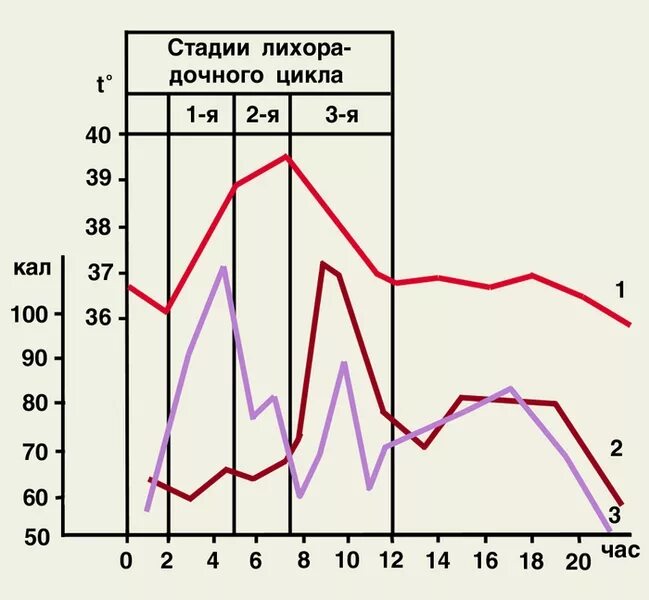 Стадии лихорадки. Периоды лихорадки графики. Периоды лихорадки по графику. Изменение теплоотдачи в 1,2,3 стадии лихорадки. Изменения температуры производилось