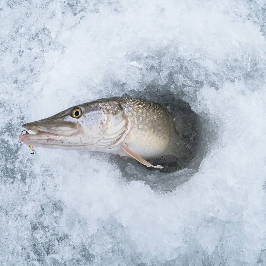 Щука зимой. Зимняя рыбалка на щуку. Зимние балансиры на щуку. Рыбалка на щуку зимой.